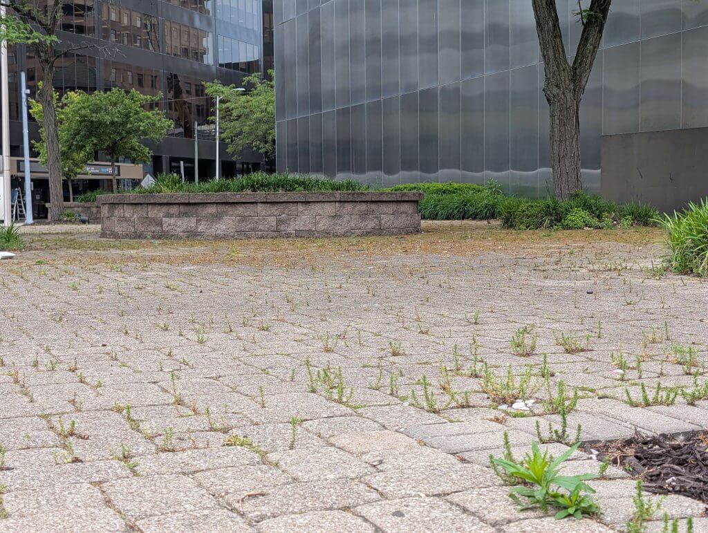 Photo of unmaintained landscaping on the corner of second street and jefferson in Downtown Dayton